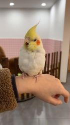 -Moni星球萌宠·小马宝莉·灵蛇·高端高阶全萌宠互动体验俱乐部(红豆国际广场店)