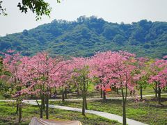 -风云岭森林公园