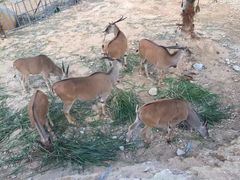 -泉州海丝野生动物世界