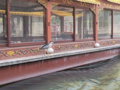 -皇家御河游(紫御湾码头)