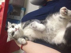 iphone_upload_pic-Bastet sally猫舍购宠(静安店)