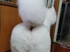 -PETKIT小佩宠物(古北店)