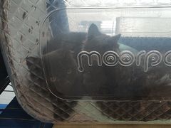 -伟伟宠物医院·CT影像中心·瑞派犬猫综合性门诊(汉口总院)