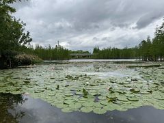 -白鹭湾湿地公园