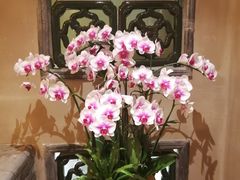 -叶叶菩提·晋福宫