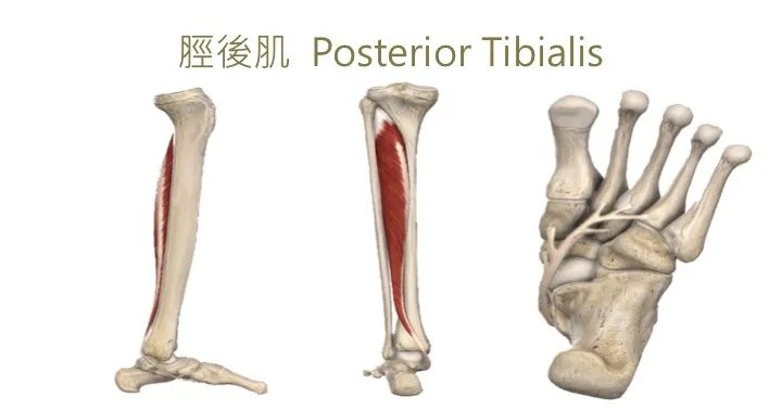 胫骨后肌肌腱图片