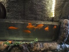 -菩提树·素食餐厅(汇智国际商业中心店)