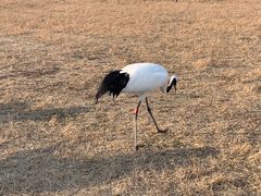 -盐城丹顶鹤湿地生态旅游区