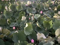 -莲花池公园