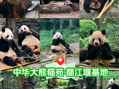 -都江堰中华大熊猫苑