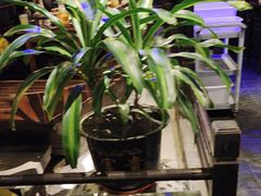 -绿茶餐厅(哈尔滨凯德店)