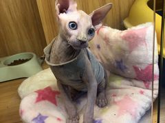 -欣宠猫屋·矮脚拿破仑·蓝金金渐层