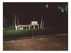-清迈夜间动物园