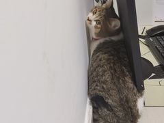 -艾贝尔宠物医院·24H转诊中心·肿瘤猫专科(江宁双龙店)