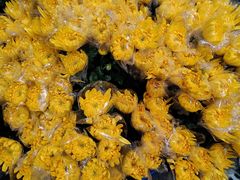 -循礼门鲜花花市(武汉循礼门店)