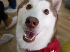 -Husky Go! 哈士奇体验馆·宠物咖啡厅狗咖