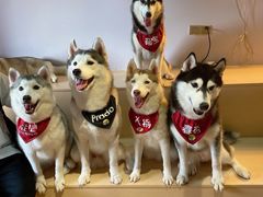 -Husky Go! 哈士奇体验馆·宠物咖啡厅狗咖
