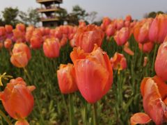 -杭州湾海上花田景区