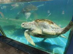 -珠海长隆海洋王国