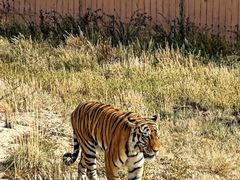 -新疆天山野生动物园