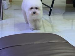-特一安24小时宠物医院·骨科·中兽医