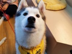 -Husky Go! 哈士奇体验馆·宠物咖啡厅狗咖