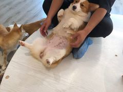 -浣熊柯尔鸭土拨鼠·电玩咖