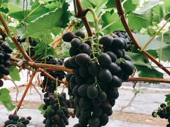 -金谷域澳洲庄园