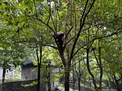 -都江堰中华大熊猫苑