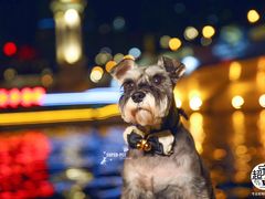 -超宠爱宠物摄影-Super pet