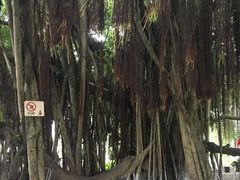 -胡里山炮台