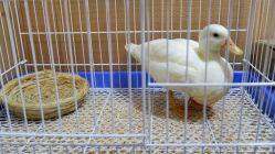 -Moni星球萌宠·小马宝莉·灵蛇·高端高阶全萌宠互动体验俱乐部(红豆国际广场店)