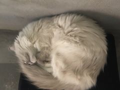 -浣熊柯尔鸭土拨鼠·电玩咖