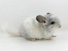 -龙猫仔乐园(惠福东路店)