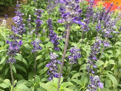 -中央广播电视总台(光华路办公区)