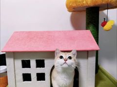 -Bastet sally猫舍购宠(静安店)