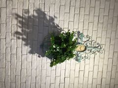 iphone_upload_pic-菩提树·素食餐厅(汇智国际商业中心店)