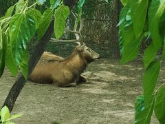 -北京麋鹿生态实验中心