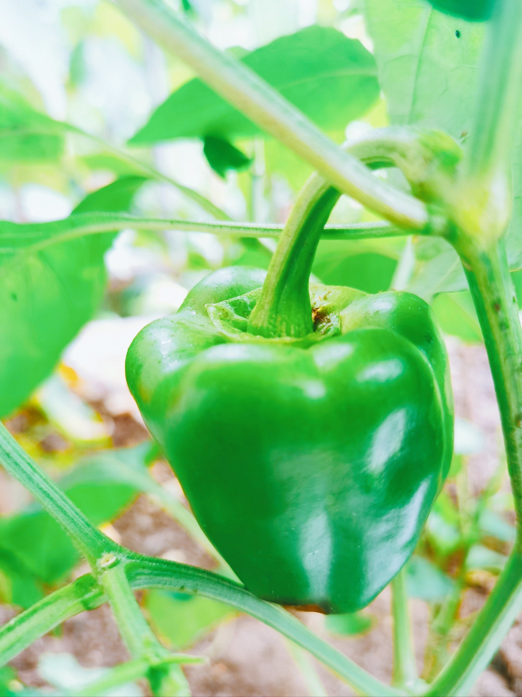 甜椒种植技巧