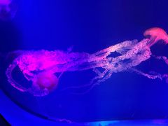 -海合安成都极地海洋公园