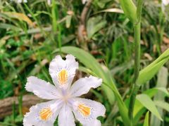 -叶家花园