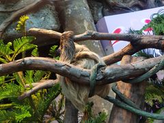 -正佳雨林生态植物园