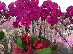 -亭亭鲜花店(中山北路店)