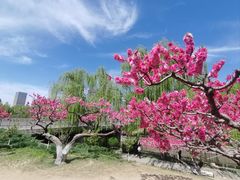 -海棠花溪(元大都城垣遗址公园)