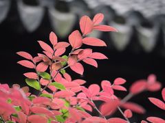 -秋霞圃