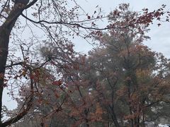 -广州市石门国家森林公园