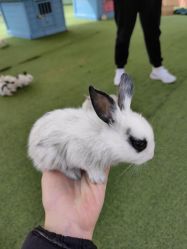 -萌宠亲子动物乐园(槐房万达店)