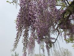 -嘉定紫藤园