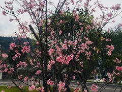 -羚羊峡古栈道森林公园