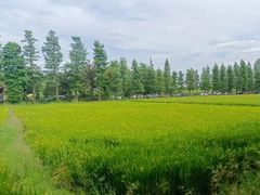 -广富林郊野公园